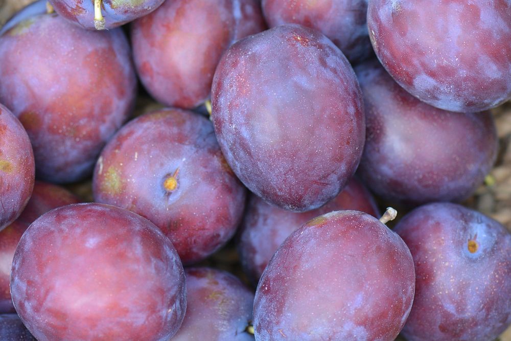 Pile of plum fruit. Free public domain CC0 photo.