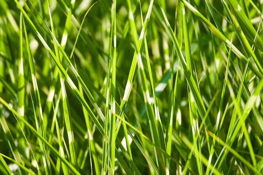 Grass photo. Free public domain CC0 image.