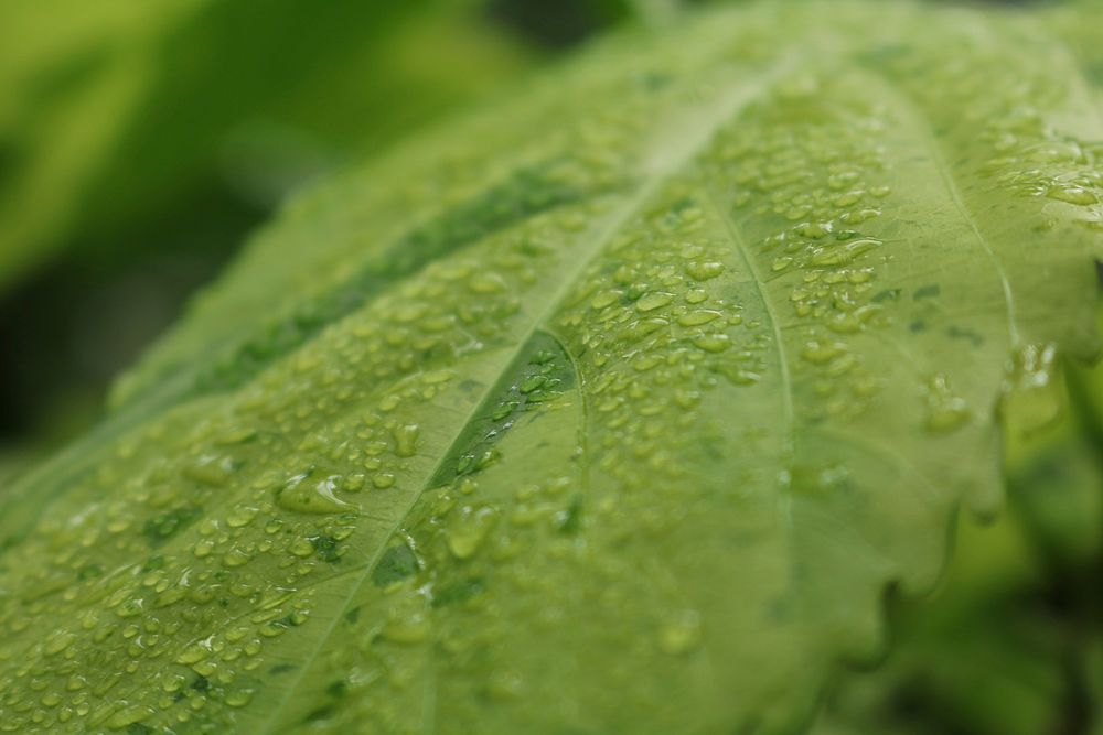 Water drops on leave. Free public domain CC0 photo.