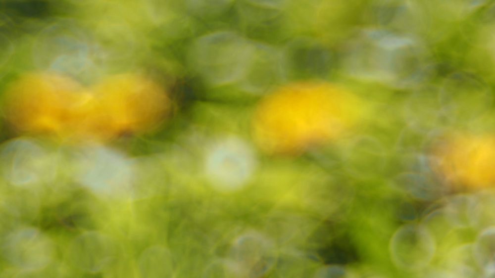 Blurred tree & flowers, nature in the forest. Free public domain CC0 photo