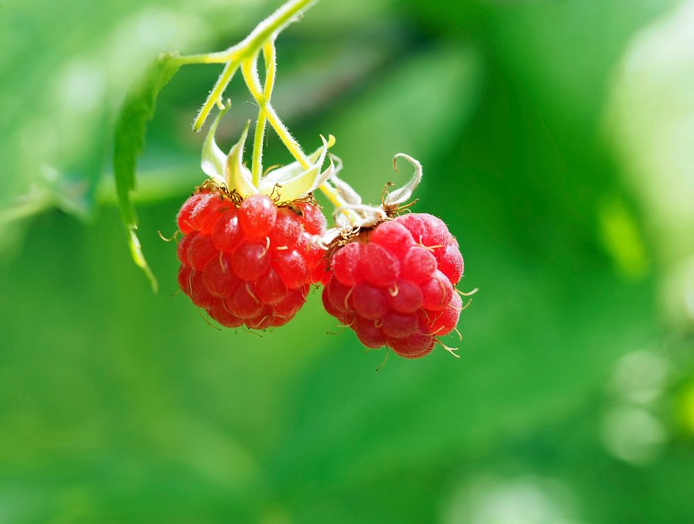 Fresh raspberries growing on plant. Free public domain CC0 image. 