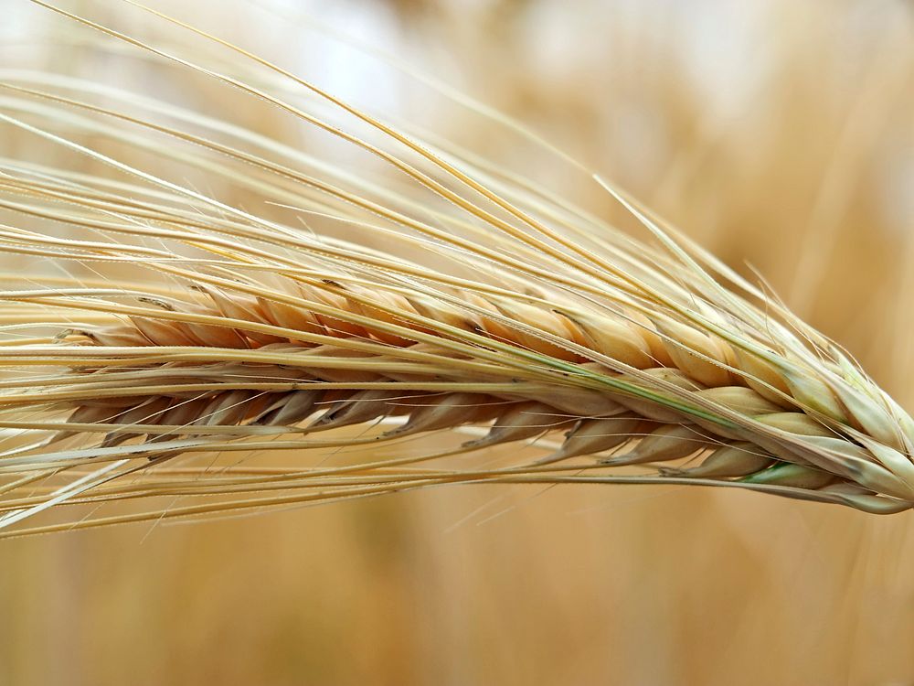 Wheat field. Free public domain CC0 photo.