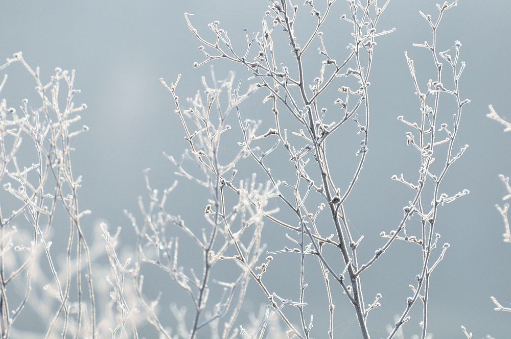 Closeup on frost covered tree branches. Free public domain CC0 image.