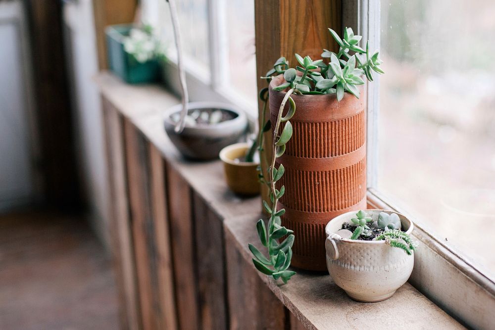 Potted plant. Free public domain CC0 image.