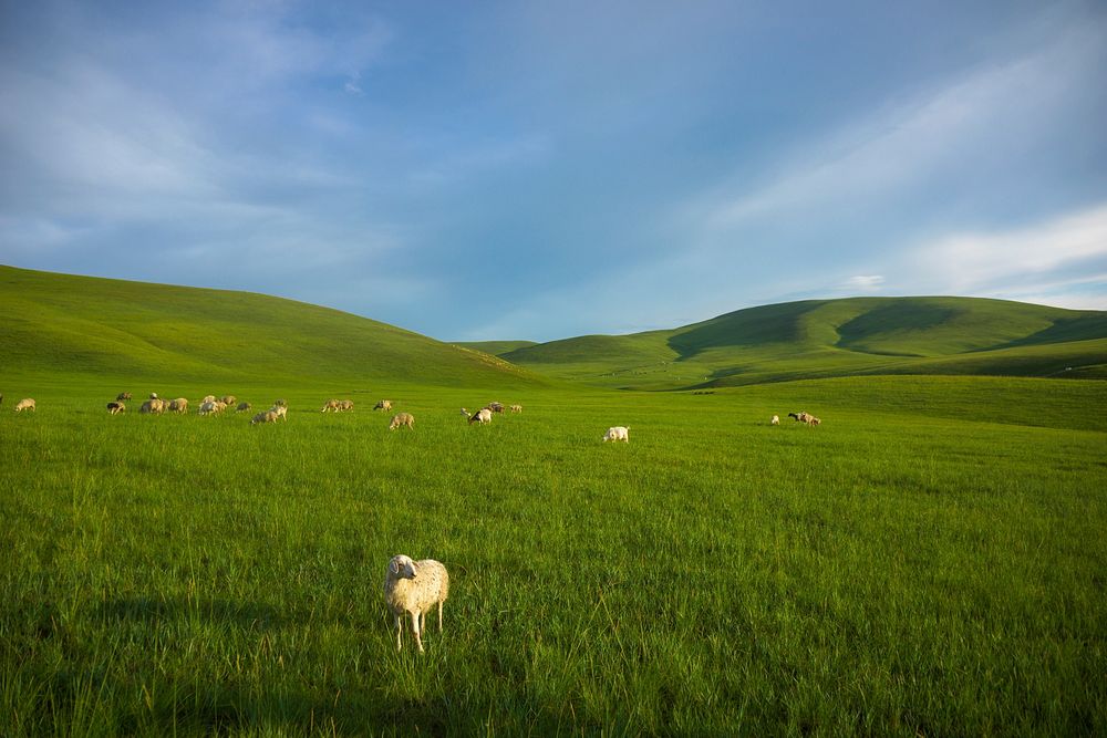 Sheep on grass field. Free public domain CC0 photo.