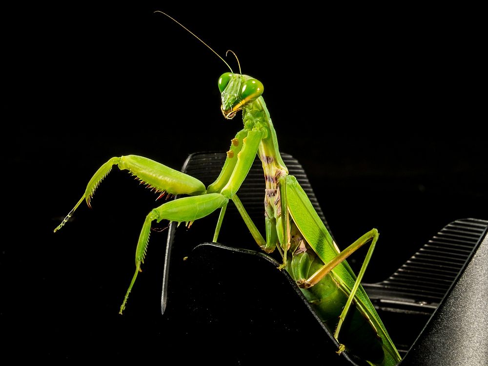 Green praying mantis close up. Free public domain CC0 photo.