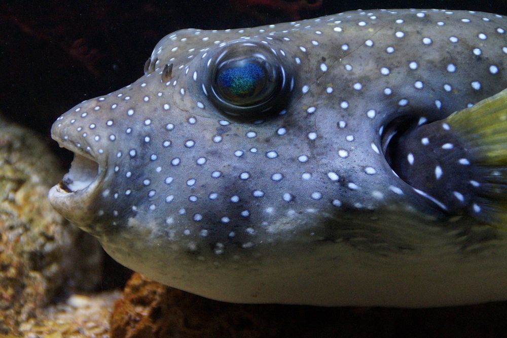 White spotted puffer fish closeup. Free public domain CC0 photo.