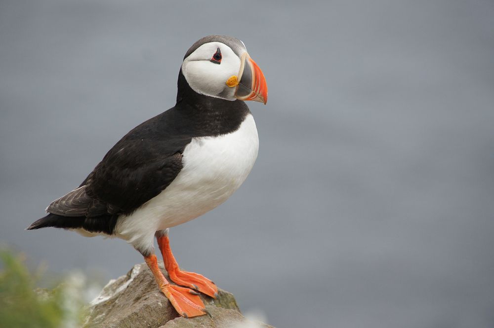 Puffin bird standing close up. Free public domain CC0 image.