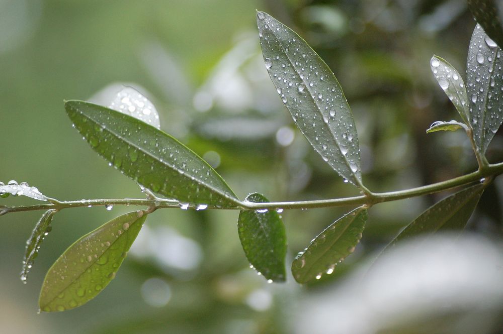Olive leaf, raindrops. Free public domain CC0 photo.