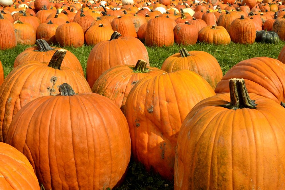 Field full of pumpkins. Free public domain CC0 photo.