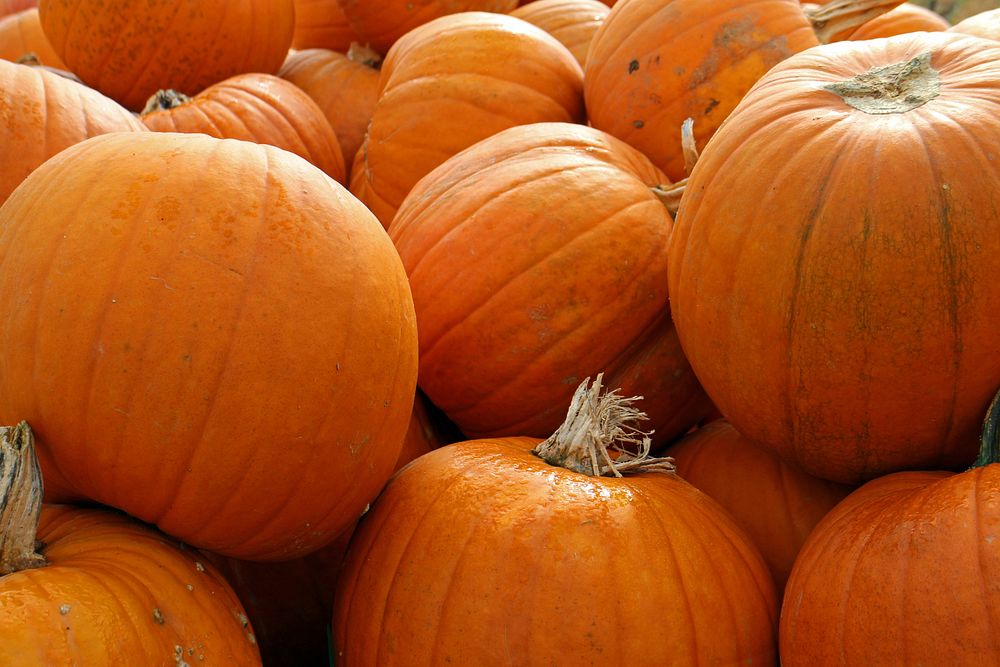 Closeup on pile of pumpkins. Free public domain CC0 photo.