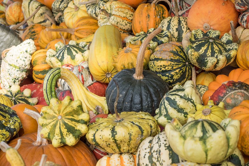 Variety of pumpkins in a pile. Free public domain CC0 photo.