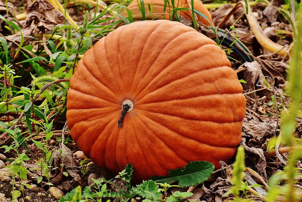 Pumpkin in field. Free public domain CC0 photo.