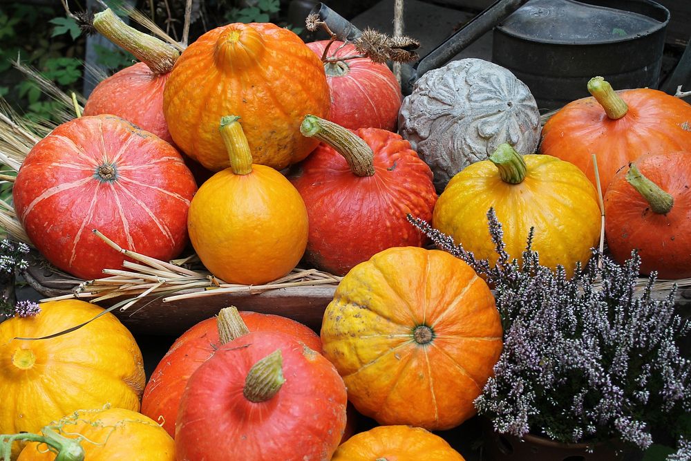 Variety of pumpkins in a pile. Free public domain CC0 photo.