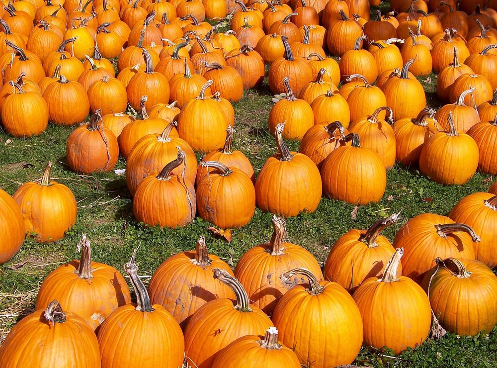Field full of pumpkins. Free public domain CC0 photo.