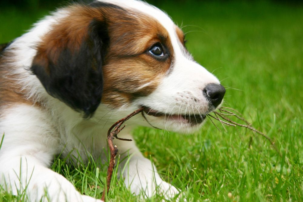 Close up dog biting wood stick. Free public domain CC0 photo.