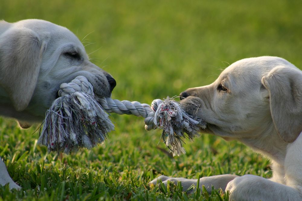 Dogs playing with rope together. Free public domain CC0 photo.