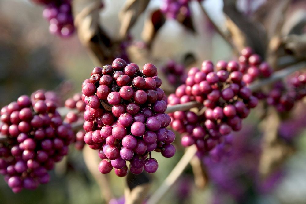 Closeup of purple berries on nature bush. Free public domain CC0 image.