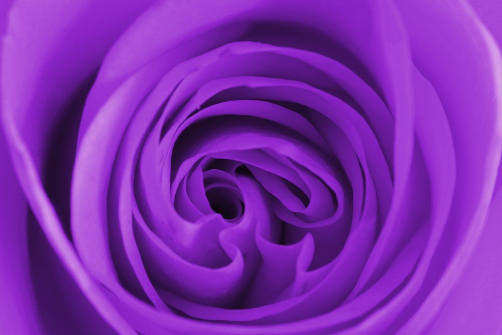 Purple rose background, macro shot. Free public domain CC0 image.