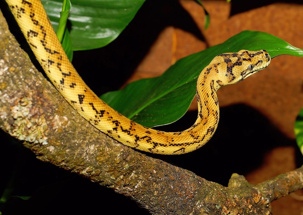 Yellow snake in nature image. Free public domain CC0 photo.