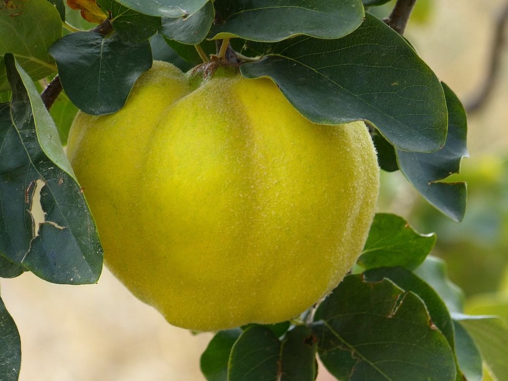 Quince fruit growing on tree. Free public domain CC0 image. 