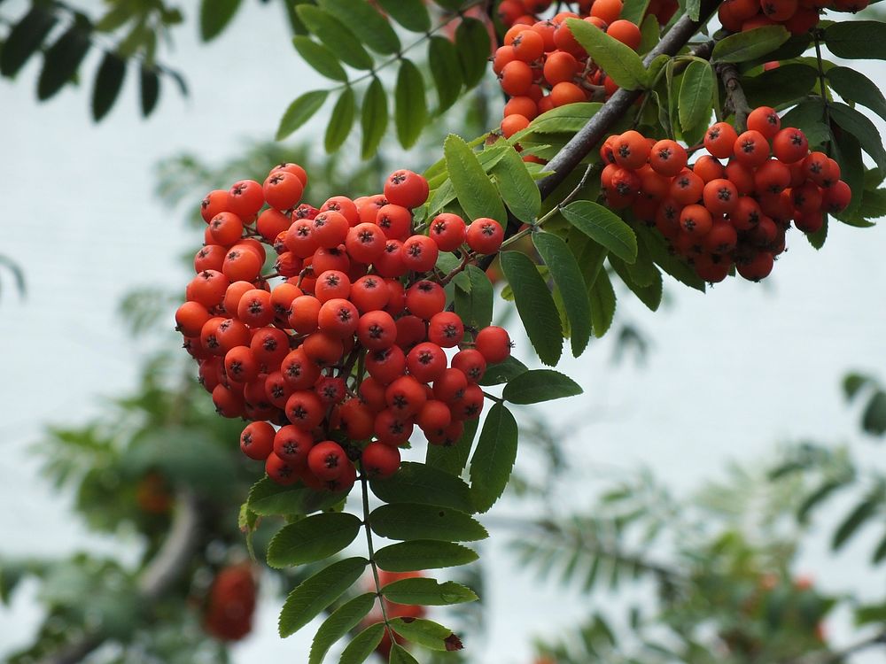 Closeup on rowan berries on tree. Free public domain CC0 image. 