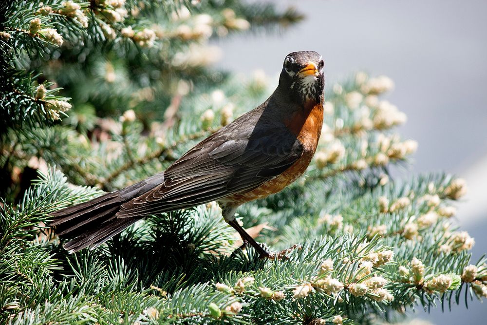 American robin, bird photography. Free public domain CC0 image.