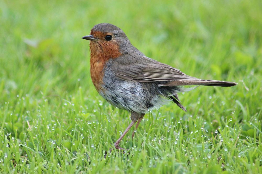 Robin bird, animal photo. Free public domain CC0 image.