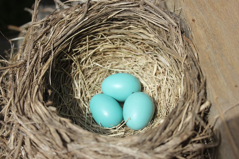 Robin eggs, animal photography. Free public domain CC0 image.