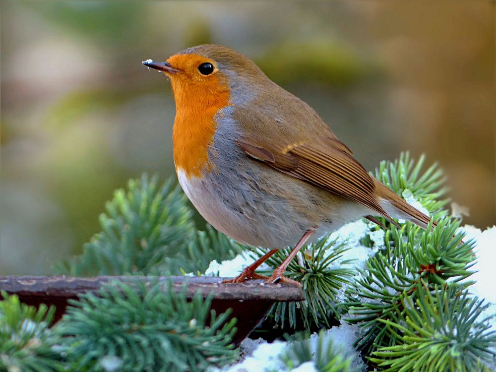 European robin bird in winter. Free public domain CC0 image.