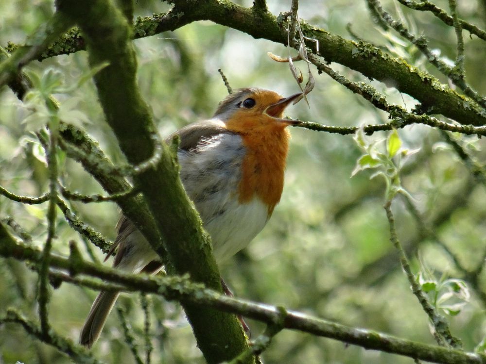 European robin bird singing, animal photography. Free public domain CC0 image.