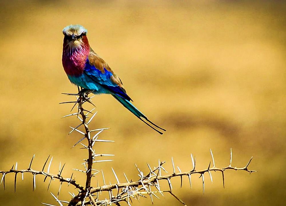 Lilac breasted roller, bird photography. Free public domain CC0 image.