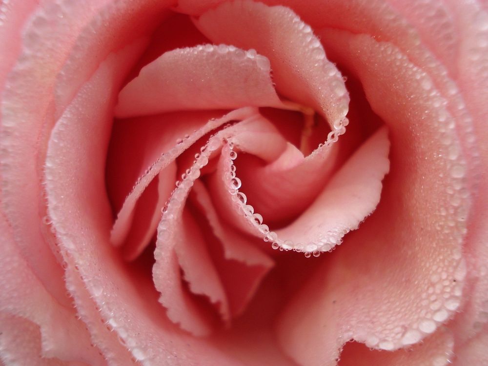 Pink rose. Free public domain CC0 photo.