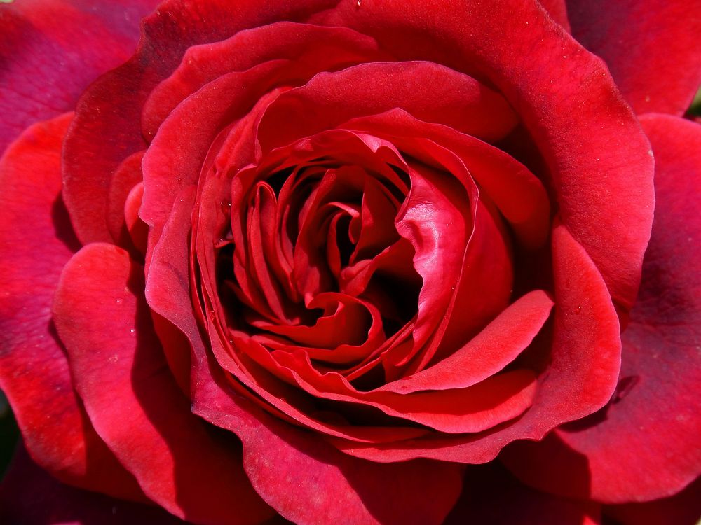 Red rose. Free public domain CC0 photo.