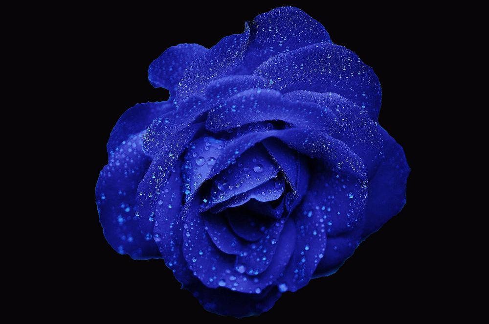 Blue rose background. Free public domain CC0 image.