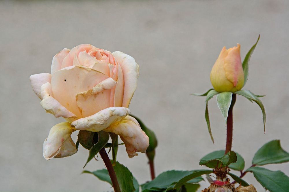 White rose background. Free public domain CC0 photo.