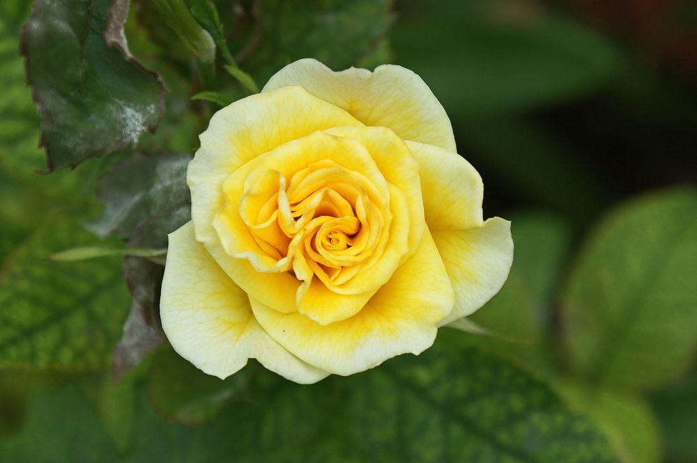 Yellow rose background. Free public domain CC0 image.