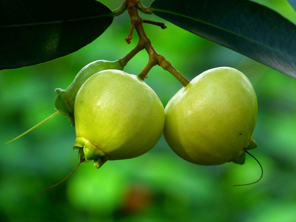 Closeup on guava fruit tree plant. Free public domain CC0 image.