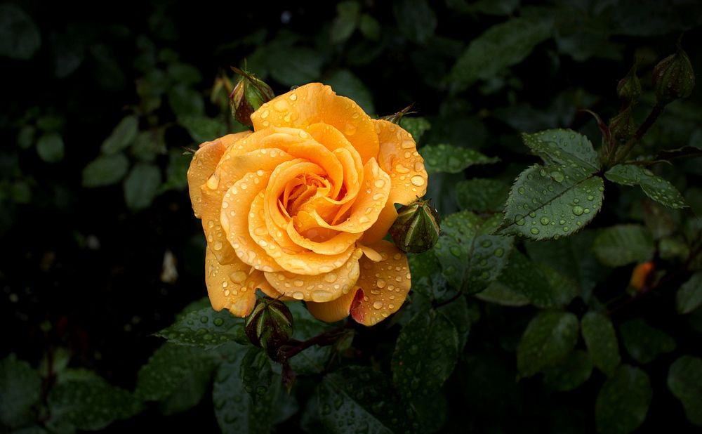 Yellow rose. Free public domain CC0 photo.