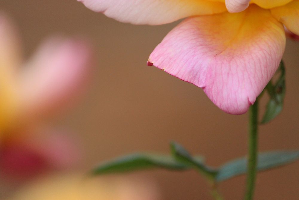 Pink rose background. Free public domain CC0 photo.