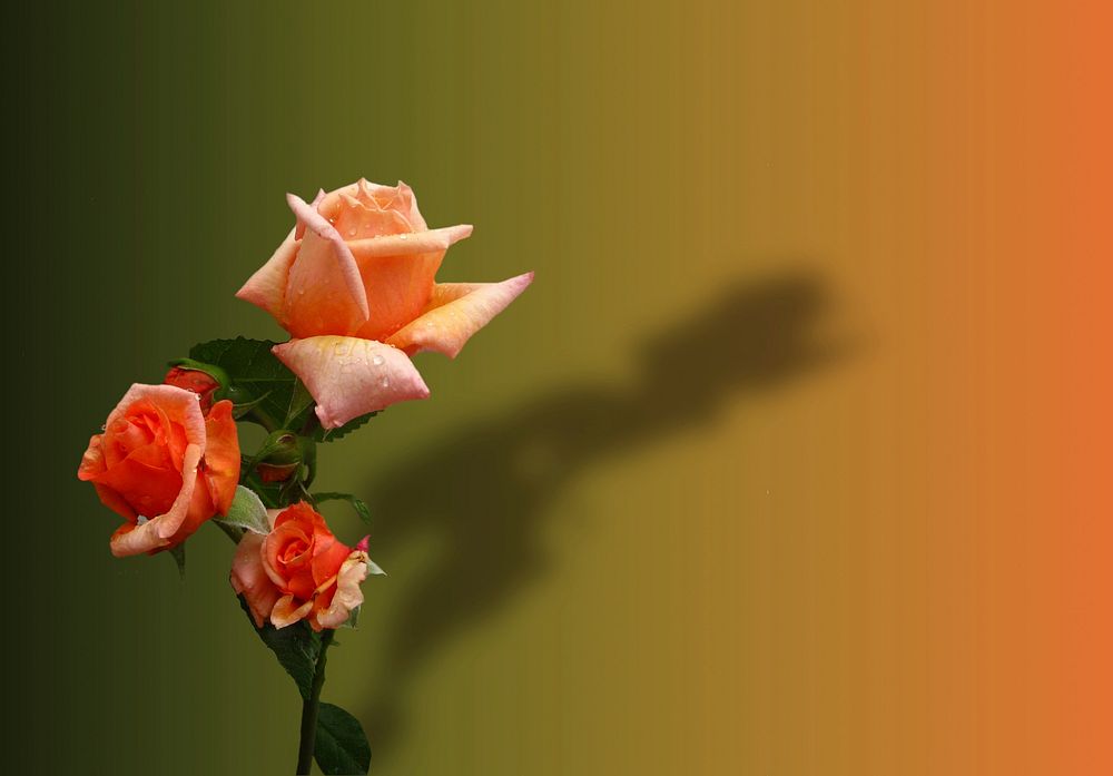 Orange rose. Free public domain CC0 image.