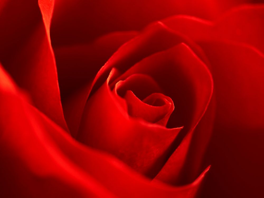 Red rose. Free public domain CC0 photo.