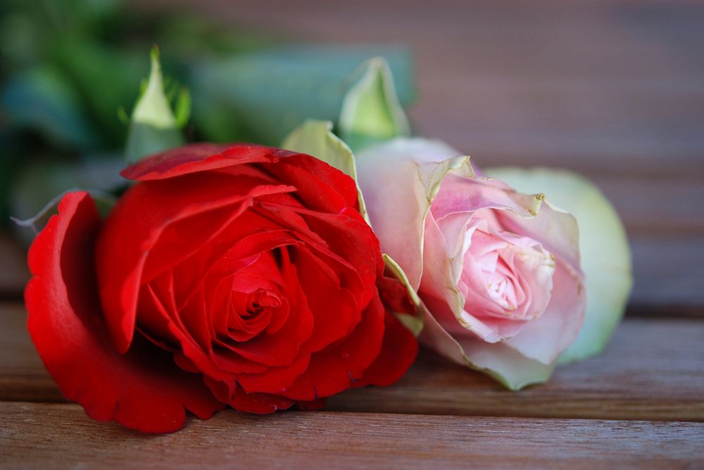 Red rose background. Free public domain CC0 image.