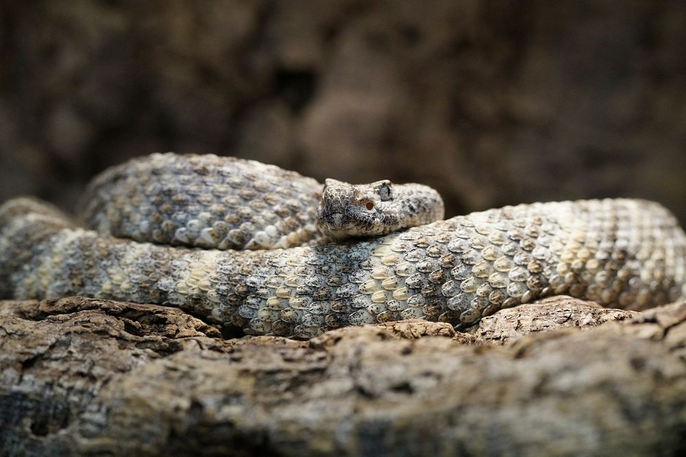 Rattlesnake with camouflage scales. Free public domain CC0 image.