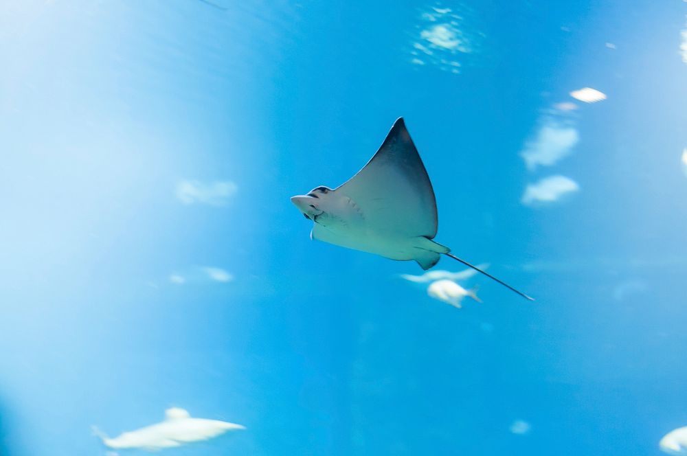 Cute stingray underwater close up. Free public domain CC0 photo.