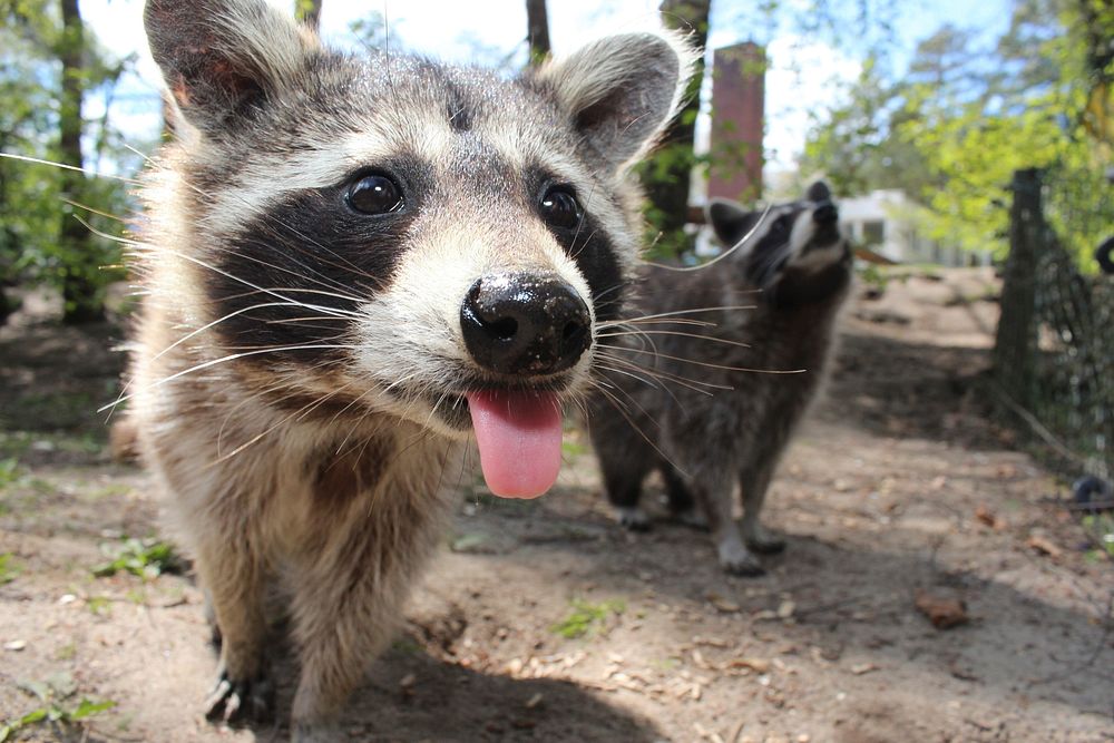 Raccoon photo. Free public domain CC0 image.