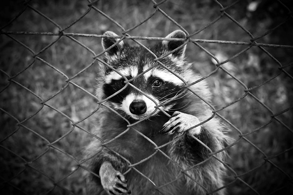 Raccoon photo. Free public domain CC0 image.