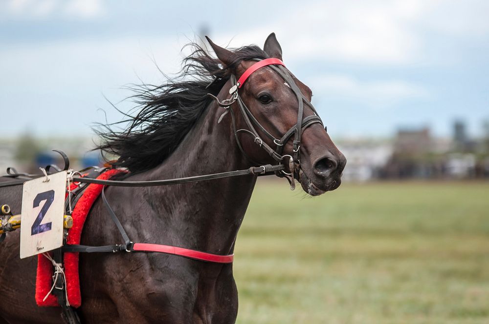 Harness racing horse sport. Free public domain CC0 photo.