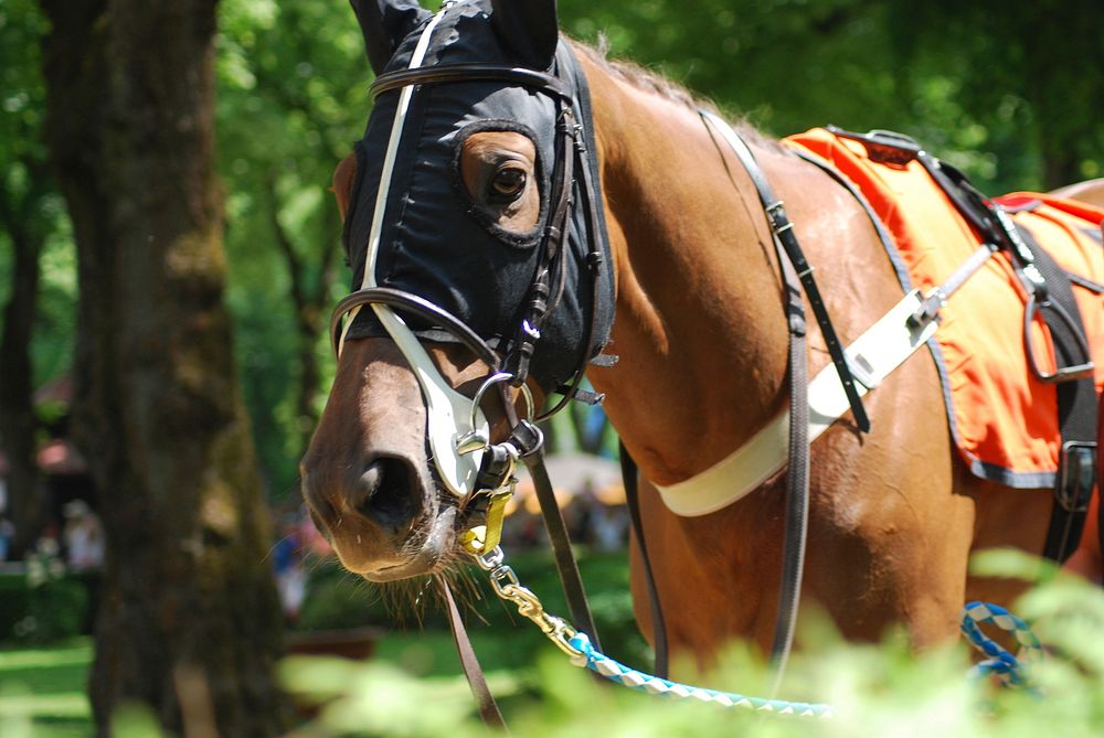 Race horse in mask. Free public domain CC0 photo.