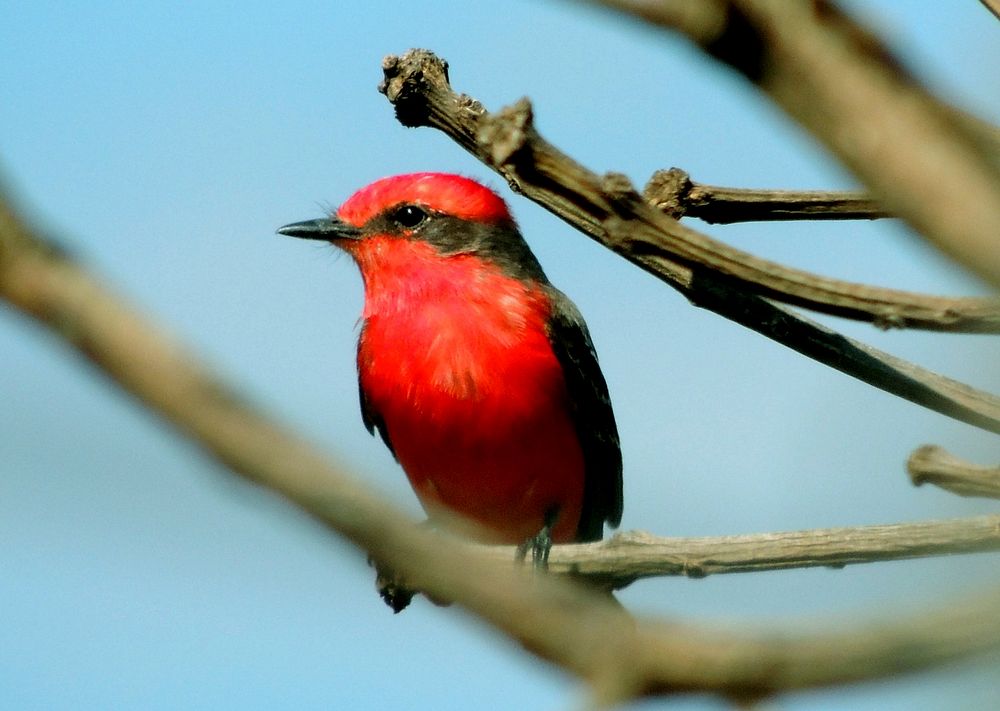 Vermilion flycatcher, bird photography. Free public domain CC0 image.